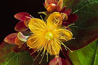 《街头霸王6》新增解说日本美少女大奖获得者高桥光